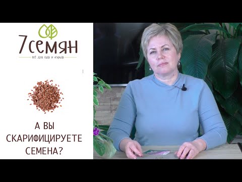 Видео: ЭТО МОЖЕТ БЫТЬ ВАЖНО! НЕ ЗАБУДЬТЕ О СКАРИФИКАЦИИ СЕМЯН!