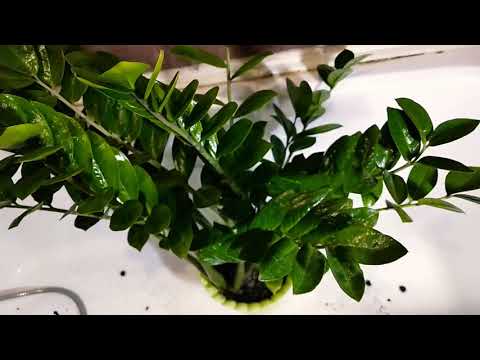 Видео: Замеокулькас начал вянуть? Спасаем! Пересадка замеокулькаса