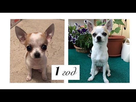 Видео: ПЕРВЫЙ ДЕНЬ РОЖДЕНИЯ  ДЖЕРРИ / 1 год. / ответы на комментарии