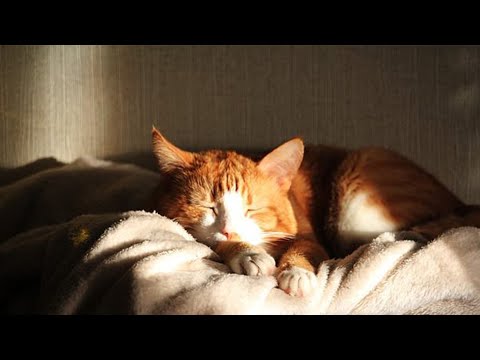 Видео: Идеальная колыбельная для кошек 🐱 Любимая музыка арфы кошек, напоминающая природу