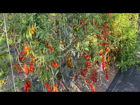 Видео: Томаты открытого грунта, перец, черри томаты, обо всем🍅🌶️🫑