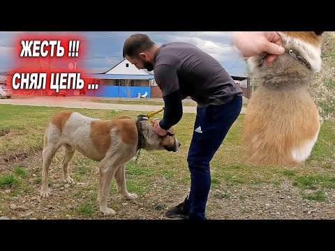 Видео: Снял цепь с Алабая ! Этот пес прожил всю жизнь с цепью на шее... Спасение Алабая...