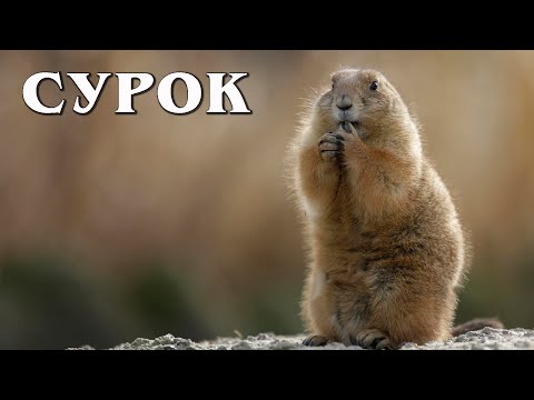 Видео: Сурок: Любитель спать | Интересные факты про сурков