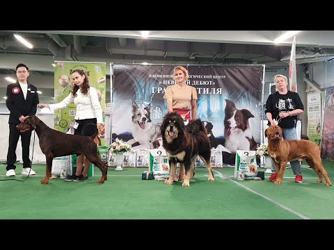 Видео: 13.09.2025, СПб. Клуб "Невский Дебют" (РКФ, РФСС). Выставка собак  CAC 2 группы FCI