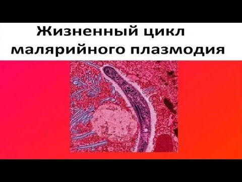 Видео: Жизненный цикл малярийного плазмодия. Вот почему с ним так трудно бороться