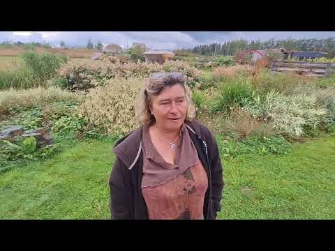 Видео: Так куда уходит тысячелистник?