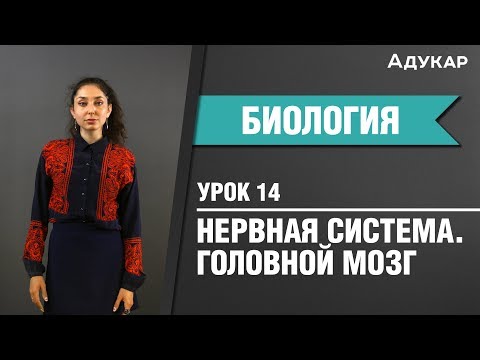 Видео: Головной мозг | Строение и функции | Биология ЦТ, ЕГЭ