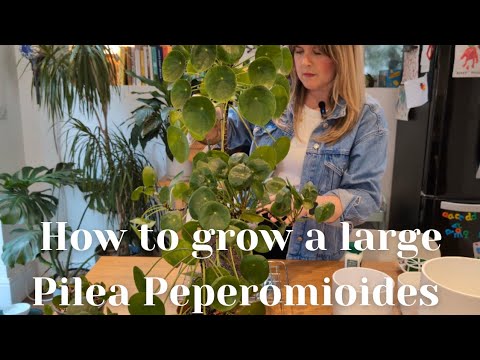 Видео: Денежное дерево 🌿: уход, размножение и пересадка