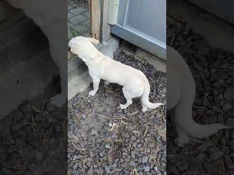 Видео: #собака Мій красень джентельмен! Молодець! #shorts