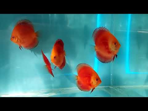 Видео: Дискусы.  Такого у меня еще не было.