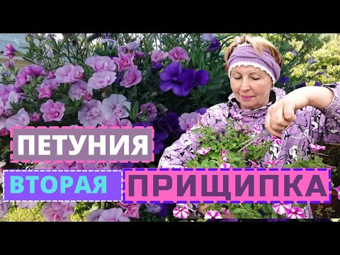 Видео: ПЕТУНИЯ вторая прищипка. Бутоны и цветочки- обрывать или нет?