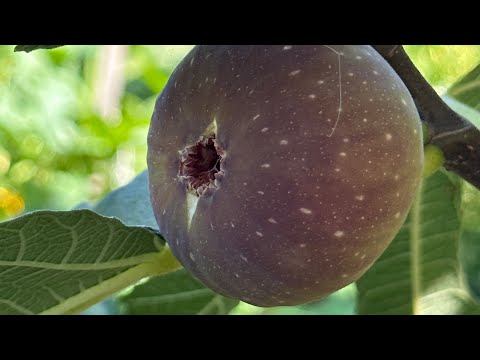 Видео: Различни сортове смокини ашладисани на едно дърво в градината на бай Тошо | Септември 2023