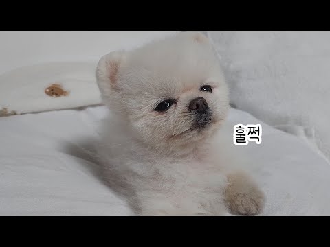 Видео: Что будет, если больной собаке придется голодать?