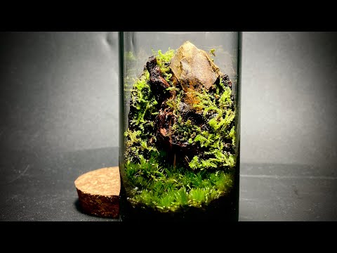 Видео: Делаем флорариум самостоятельно из набора DIY