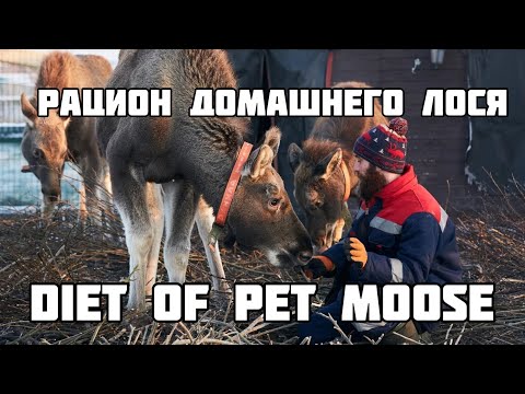 Видео: Рацион домашнего лося