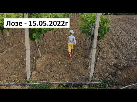 Видео: Лозе - 15.05.2022г