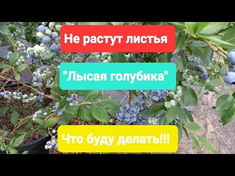 Видео: Не растут листья на голубике. "Лысый" куст.