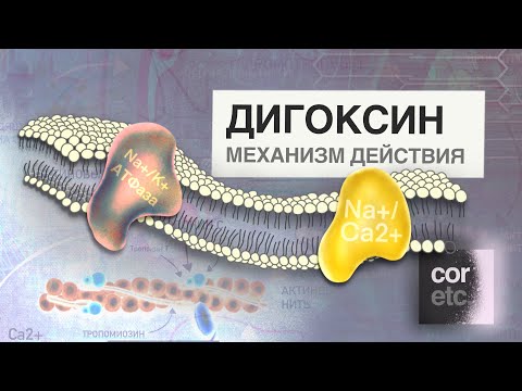Видео: Как работает Дигоксин? (механизм действия).