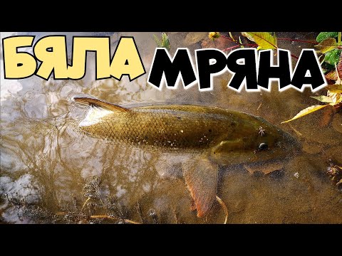 Видео: ЗА БЕЛИ МРЯНИ на СИВ ЧЕРВЕЙ! ЕСЕНЕН РИБОЛОВ на РЕКА ЯНТРА!