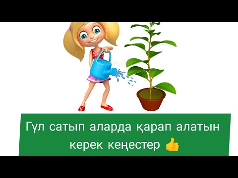 Видео: ГҮЛ САТЫП АЛАРДА ҚАРАП АЛАТЫН КЕРЕК КЕҢЕСТЕР #гүл #гүлдер