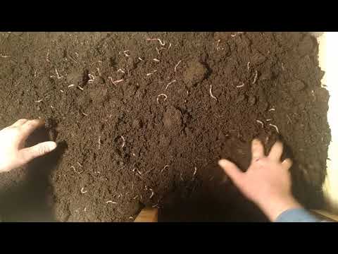 Видео: Дендробена  в большом ящике на навозе крс !!!