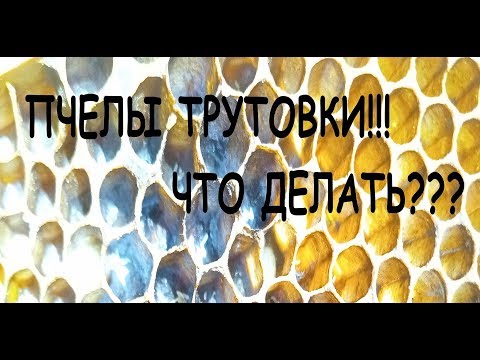 Видео: Пчелы трутовки!!! Что делать???