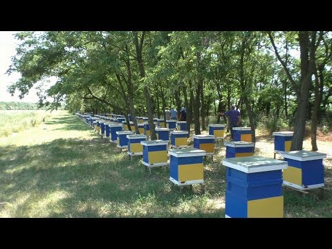 Видео: Пчеловоды профессионалы делятся опытом . Пасека семьи Ничик