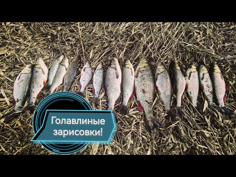 Видео: Голавлиные зарисовки! Рыбалка в апреле месяце на малой реке!