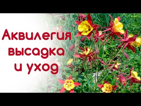 Видео: Рассада аквилегии (водосбор). Высадка, уход