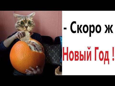 Видео: Приколы! СКОРО Ж НОВЫЙ ГОД - МЕМЫ!!! Смешные видео от – Доми шоу!