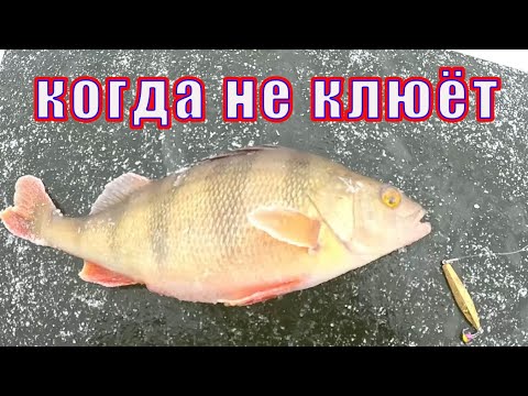 Видео: Ловля окуня Когда НЕ КЛЮЁТ и Мало рыбы! Блесна на окуня выручает!
