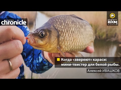 Видео: Когда "звереют" караси: мини-твистер для белой рыбы. Алексей Ивашков. Anglers Chronicle
