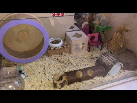 Видео: Перестановка и уборка витрины хомяка. Кормление животных