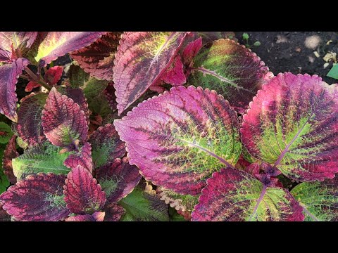 Видео: Лето 2025 (3 часть)