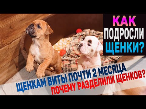 Видео: Очаровательные щенки Английского Бульдога. Посмотрите как они подросли!