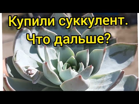 Видео: Купили суккулент.Что дальше?