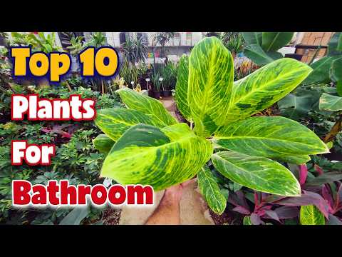 Видео: 10 лучших комнатных растений для ванной комнаты | У вас есть эти растения, любящие мало света?
