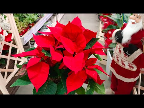 Видео: 🦋💖Леруа Мерлен🍃🌸Цветы🎄☕