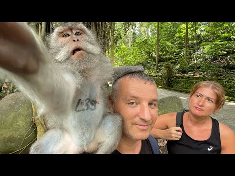 Видео: ЛЕС ОБЕЗЬЯН в УБУДЕ на о.БАЛИ в ИНДОНЕЗИИ.ДИКИЕ ОБЕЗЬЯНЫ РЯДОМ С ЛЮДЬМИ.КАК ОНИ СЕБЯ ВЕДУТ?КОРМИМ ИХ