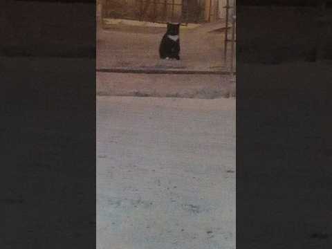 Видео: #кицюня