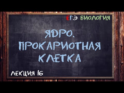 Видео: Л.16 | ЯДРО | ПРОКАРИОТНАЯ КЛЕТКА | ОБЩАЯ БИОЛОГИЯ ЕГЭ
