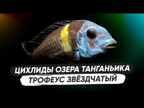 Видео: Трофеус Звёздчатый / Содержание, разведение, кормление, оформление аквариума, биотоп