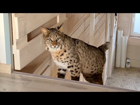 Видео: ЗАМАНИВАЮ БОБКЭТА ЛУНУ НА ВТОРОЙ ЭТАЖ / Первые успехи застенчивой рыси