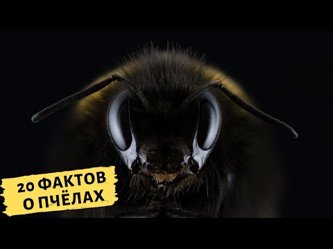 Видео: 20 ИНТЕРЕСНЫХ ФАКТОВ О ПЧЁЛАХ