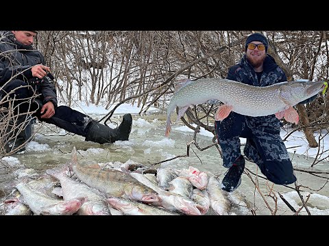 Видео: В ЭТОМ КОРЯЖНИКЕ КУЧА СУДАКА! КЛЮНУЛ ТРОФЕЙ на 10 КГ / Ловля Судака на вибы