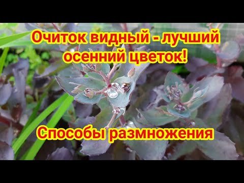 Видео: Очиток видный   лучший осенний цветок Способы размножения
