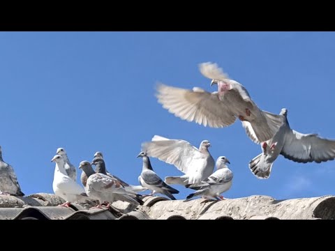 Видео: ПОЧТОВЫЕ ГОЛУБИ 🕊️🕊️. КАК ПОДРОСЛА МОЛОДЁЖЬ 8.05.2022.