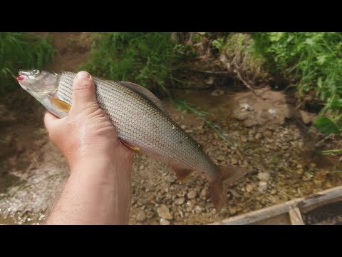 Видео: ВАЯ УСТЬ-УЛС ГОРЕВАЯ. Хариус на червя.