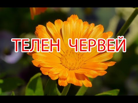 Видео: Проволочник – борьба с вредителями