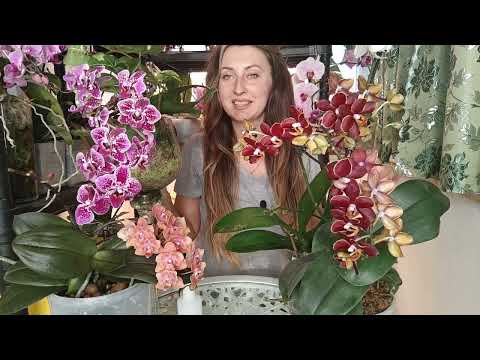 Видео: ЧУДЕСНОЕ средство❗ВЫ БУДЕТЕ ПОРАЖЕНЫ как ОРХИДЕЯ ПРЕОБРАЗИТЬСЯ, Корни будут всегда здоровы
